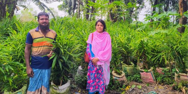 নাটোরে জনপ্রিয় হচ্ছে বস্তায় আদা চাষ